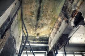 Best Industrial Mold Remediation  in Proctor, MN